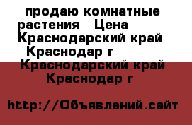 продаю комнатные растения › Цена ­ 150 - Краснодарский край, Краснодар г.  »    . Краснодарский край,Краснодар г.